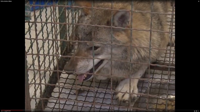 СЕНЗАЦИЈА У БЕОГРАДУ: Вучица ухваћена у Миријеву (ВИДЕО)